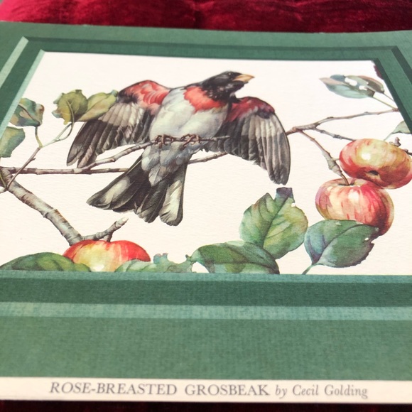 VINTAGE Bird Litho CECIL GOLDING Grosbeak - Picture 5 of 8